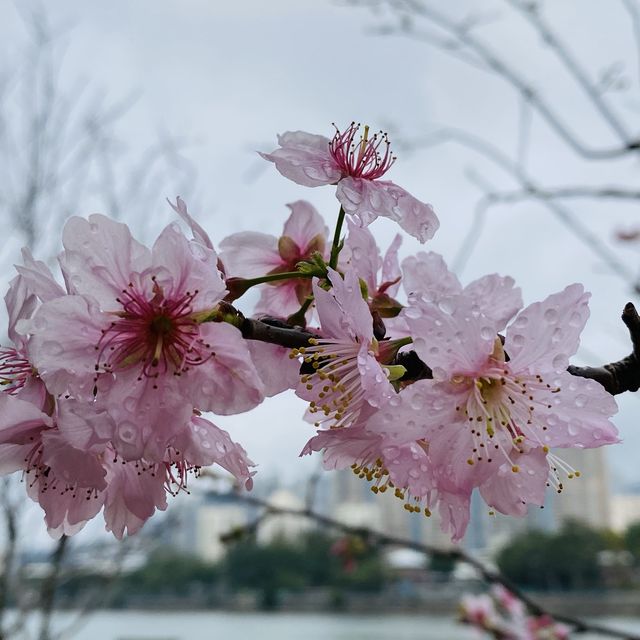 季節限定··沙田好去處