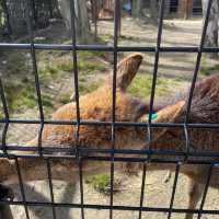 童趣大阪行程😉天王寺動物園👍🏻難波10分鐘車程