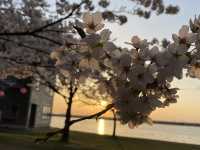 It’s Almost Sakura Season in Japan 🌸