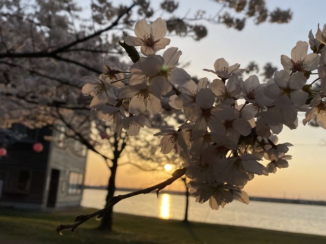 It’s Almost Sakura Season in Japan 🌸