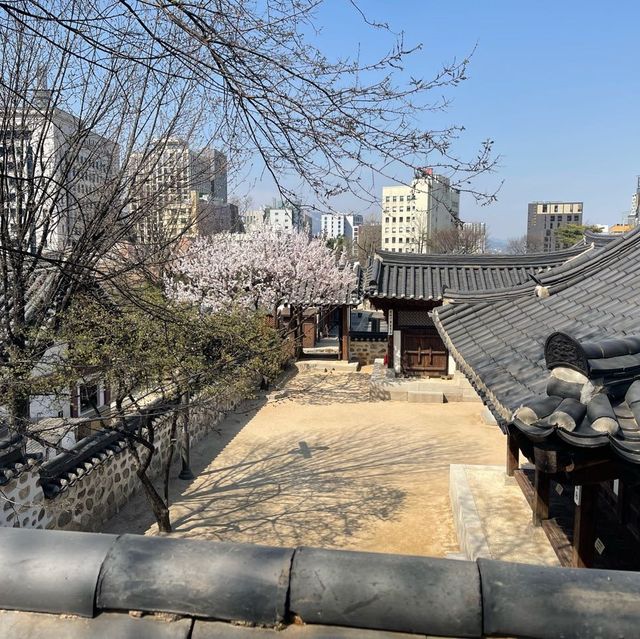 도심에서 만나는 한옥과 어우러진 봄꽃과의 만남 “남산골 한옥마을”