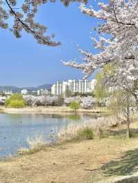 수원 벚꽃명소 🌸만석공원🌸