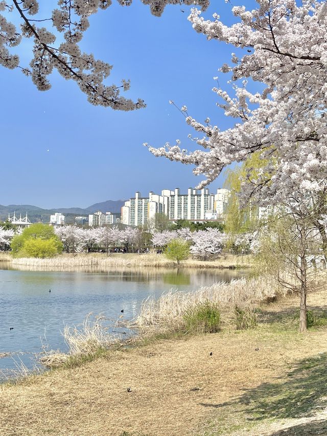 수원 벚꽃명소 🌸만석공원🌸