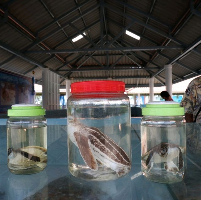 ชมเต่าทะเล หลายสายพันธุ์