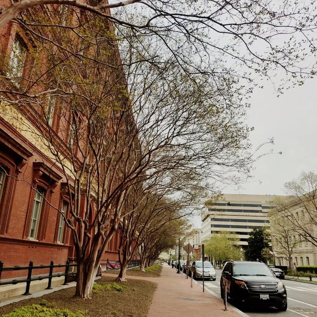 Following the blossoms in Washington DC