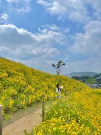 서울 근교 사람 1도 없는 금계국 동산🌼