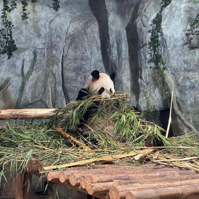 深圳野生動物園🐈‍⬛🐈‍⬛