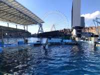 【名古屋・港区】日本最大級❗️海の生き物について学べる場所🐬