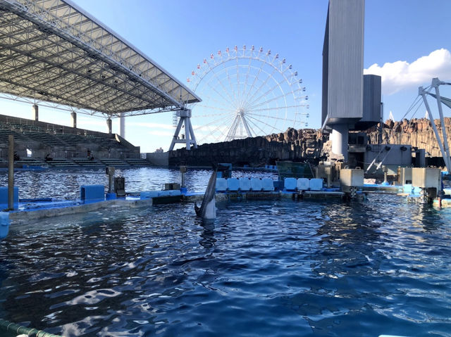【名古屋・港区】日本最大級❗️海の生き物について学べる場所🐬
