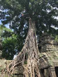 Magnificent Angkor Wat