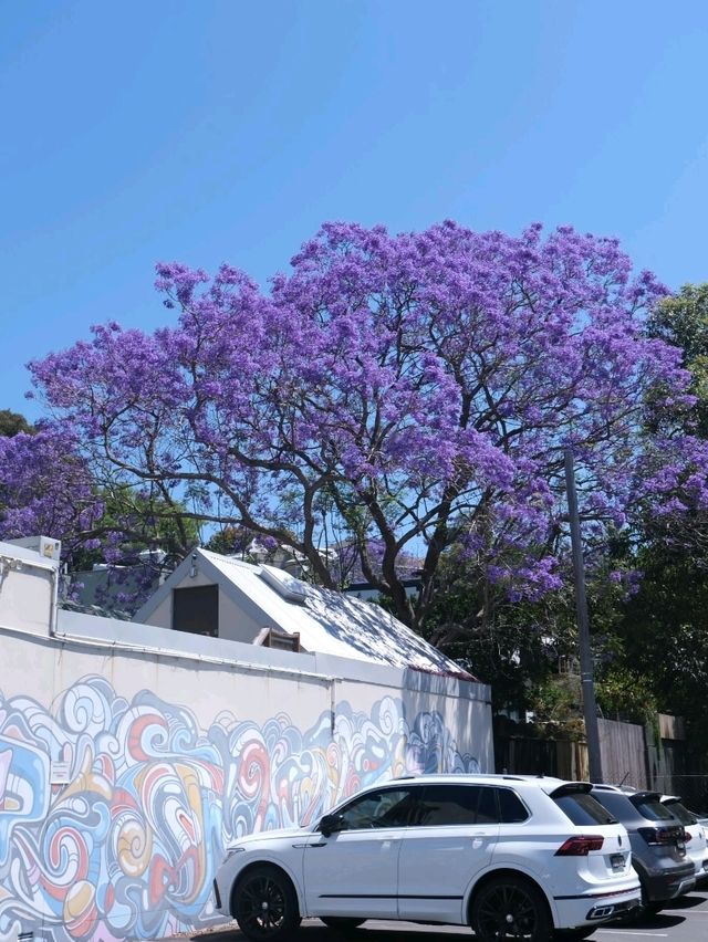 澳洲悉尼絕美打卡藍花楹隧道