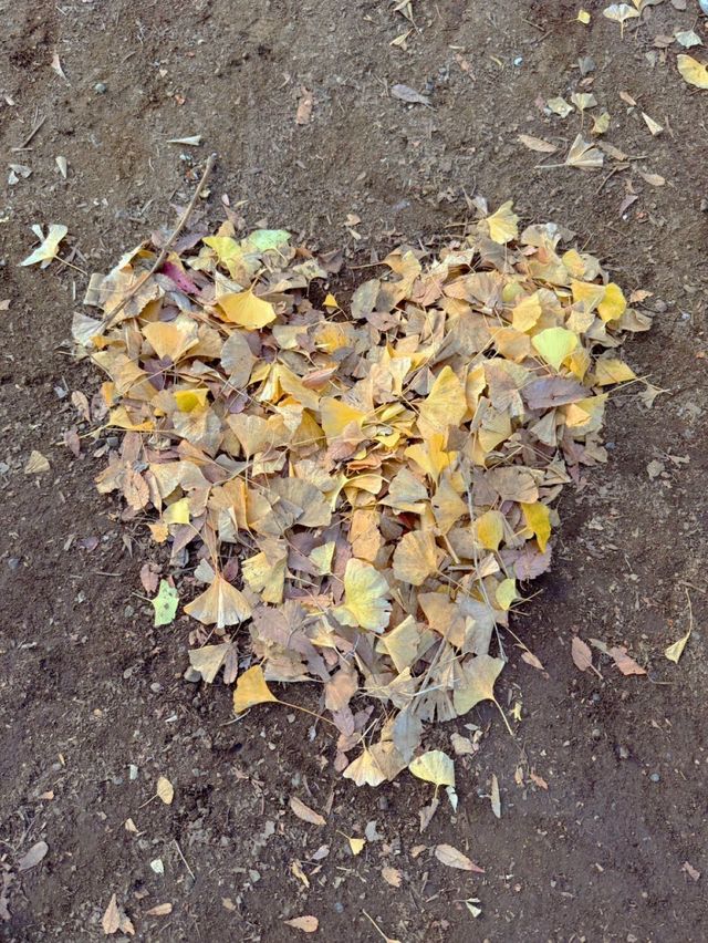 この時期におすすめ🧡秋ピクニックもうした？☺️🍁🍂🧺【東京・代々木公園】