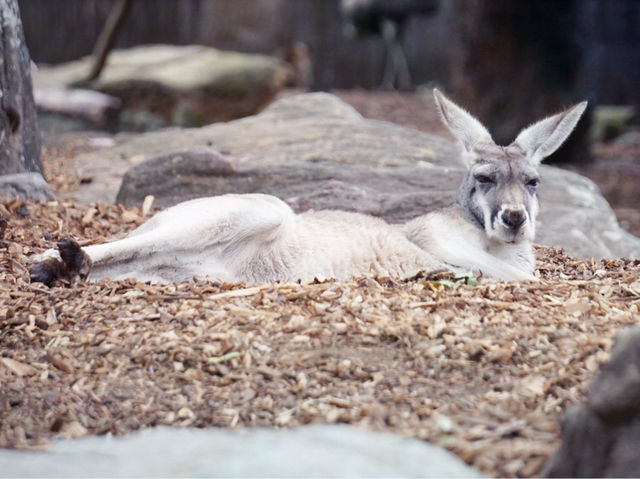 🦒悉尼塔龍加動物園：動物零距離，交通極便利🦒 