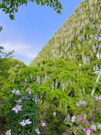 【栃木県/あしかがフラワーパーク】2023年行ってよかった！園内を彩る藤の花