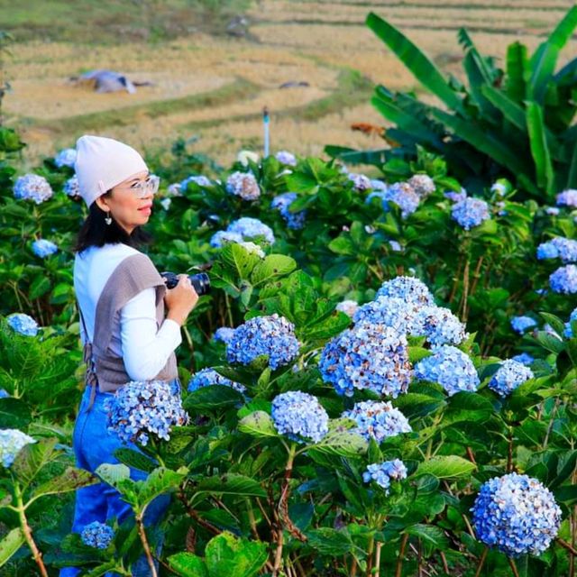 เที่ยวสวนไฮเดรนเยีย ดอยอินทนนท์ เชียงใหม่