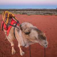 Uluru Sunrise Camel Riding Once in a Lifetime