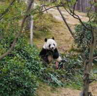 Love Travel - Chengdu & Panda legend