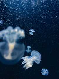 【山形】世界一のクラゲ水族館🪼幻想的なクラゲドリームシアター🌌