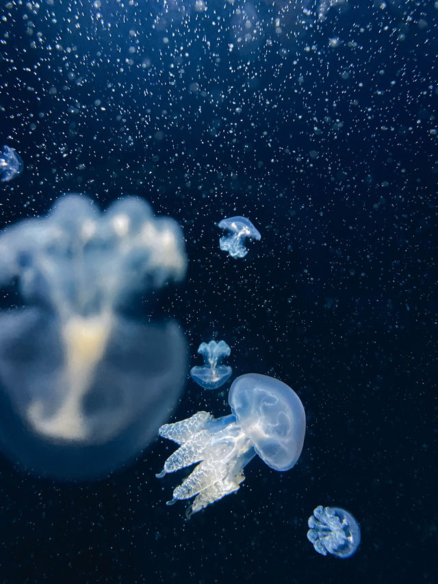 【山形】世界一のクラゲ水族館🪼幻想的なクラゲドリームシアター🌌