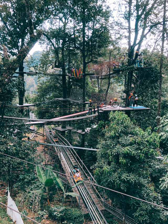 Pongyang jungle 🚗💨