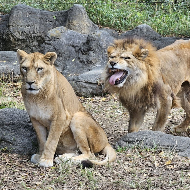 Tobe Zoological Park