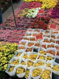 建國假日花市：花卉與玉器的亞洲最大市場 🌸🛍️