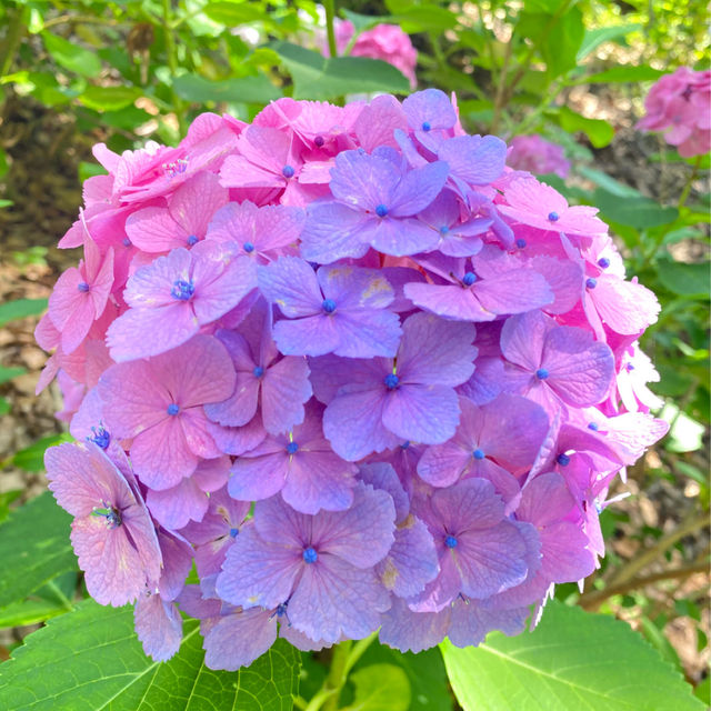 💖福岡🇯🇵💖 梅雨の風物詩あじさいの楽園☔筥崎宮あじさい苑🌈