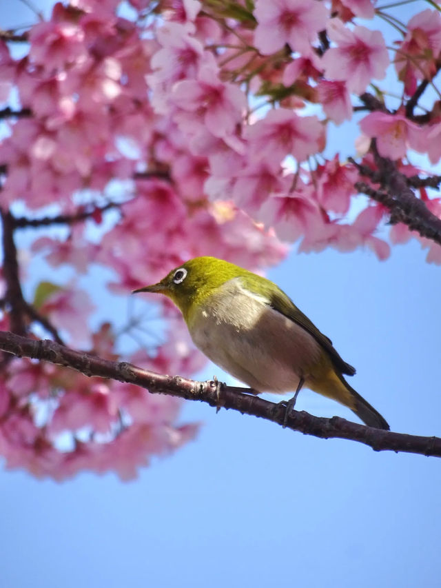 【東京スカイツリー/東京都】スカイツリー×河津桜