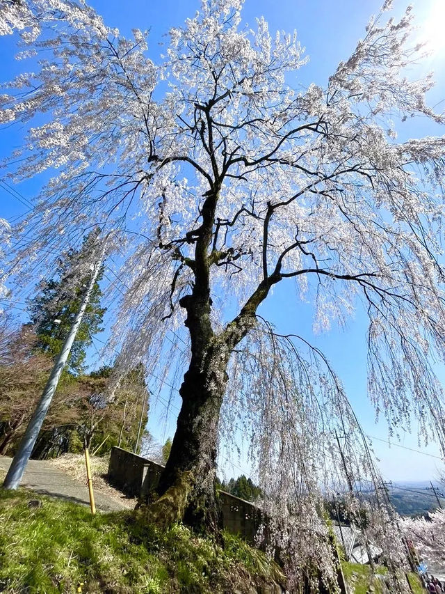 【妙義神社/群馬県】しだれ桜のアーチをくぐろう！