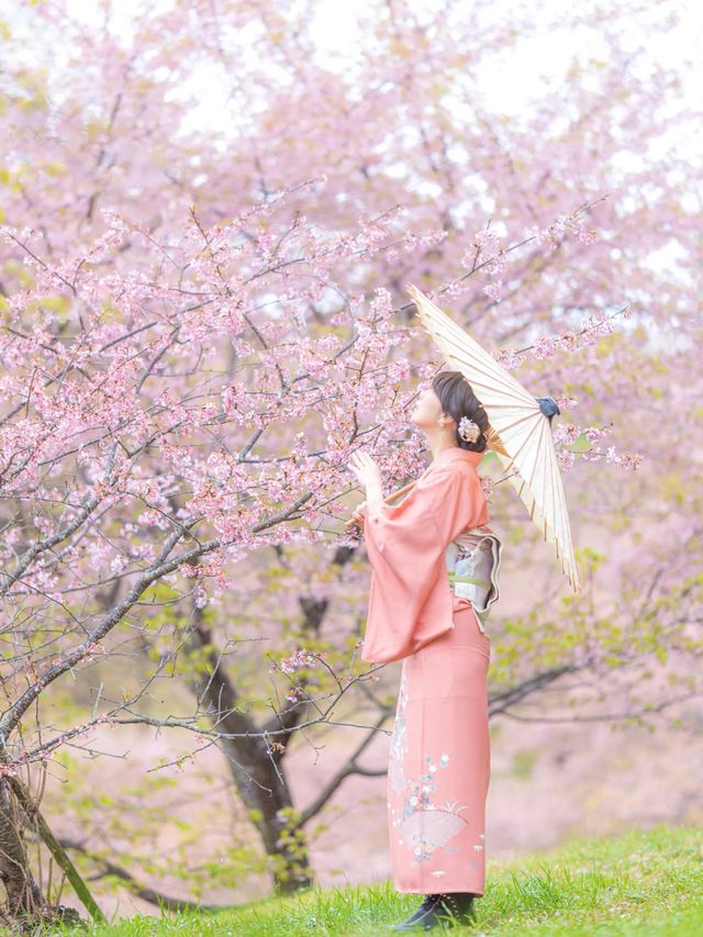早咲きの桜と富士を望む『おおいゆめの里』🌸