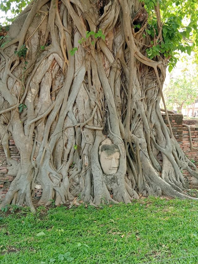 วัดมหาธาตุ ตั้งอยู่กรุงเก่า พระนครศรีอยุธยา