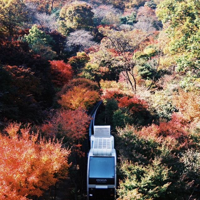 서울 근교 가을 단풍보러 가러 가요~ 화담숲!