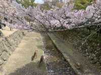 【桜と鳥居のコラボ★】厳島神社