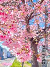 【伝右川桜並木/埼玉県】河津桜と安行桜の桜並木を一緒に見られる場所
