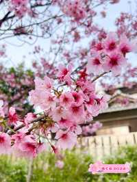 【福岡スポット】桜が楽しめる日本庭園施設
