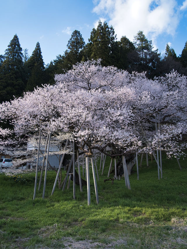 岐阜・桜】枯死状態から見事に復活した生命を感じる桜🌸※アクセス情報付き