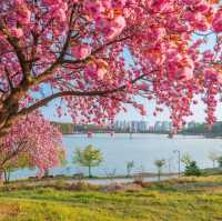 Beautiful Cherry Blossom of Eunpa Lake Park