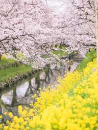 【埼玉の名所！】川越氷川神社の裏手にある桜並木が美しい！🌸