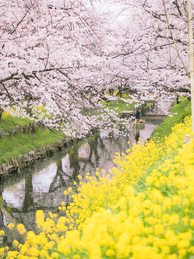 【埼玉の名所！】川越氷川神社の裏手にある桜並木が美しい！🌸