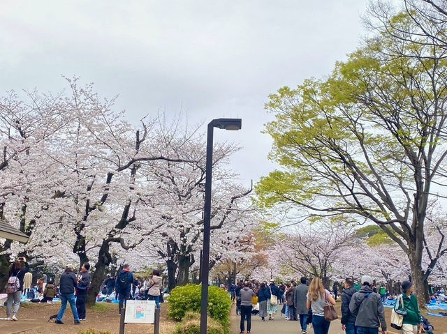 สวนโยโยกิ Yoyogi Park 🌸