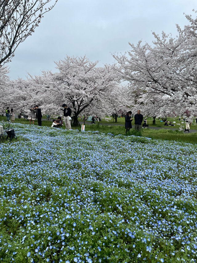 【春盛りだくさん！】舎人公園にこの春行くべき！🌸