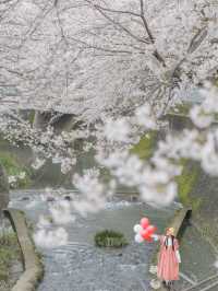 桜のトンネルを流れる🌸福岡県北九州市『志井川』🌸