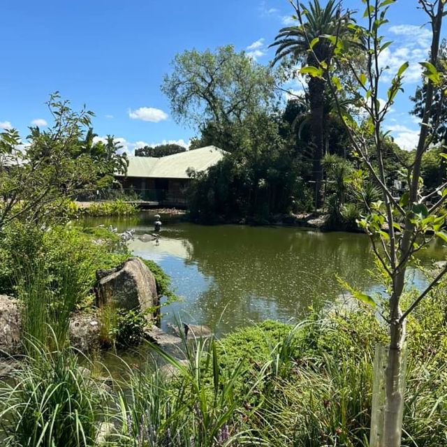 Wild Adventures Await: Melbourne Zoo 🇦🇺