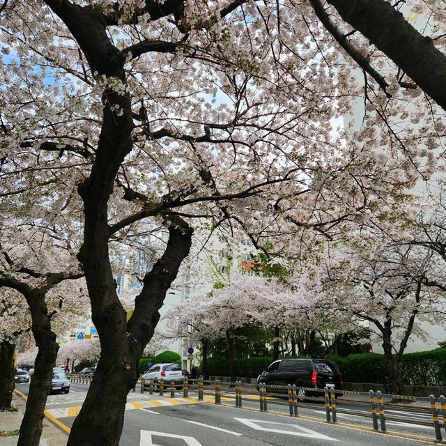 🌸 광안리 삼익비치에서 벚꽃 구경! 부산 봄여행 🌸