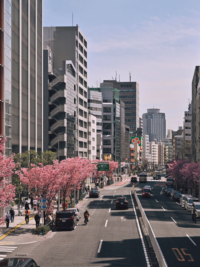 Cherry Blossom in Shibuya Tokyo 🌸🇯🇵