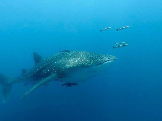 🌴 Koh Tao: Diving, Snorkeling, and Underwater Delights 🐠🤿