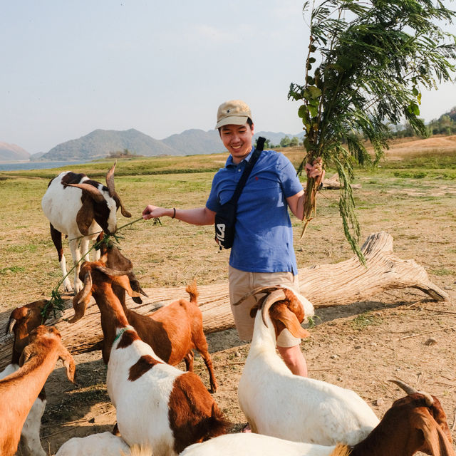 มาใจฟู ดูแพะ ที่เขื่อนปราณบุรีกัน Go Go!! 🌴🐐🫶🏻