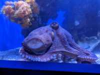 AQWA The Aquarium Of Western Australia