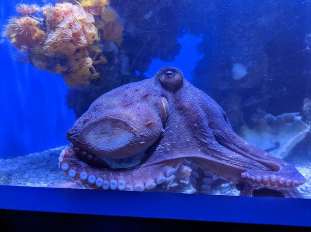 AQWA The Aquarium Of Western Australia