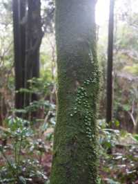 서귀포 치유의 숲 방문 후기 🌲🍃